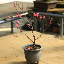 楽天市場 庭桜 苗木の通販