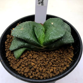 多肉植物：ガステリア　臥牛*幅7.5cm　現品！一品限り