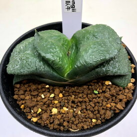 多肉植物：ガステリア　臥牛*幅8cm　現品！一品限り