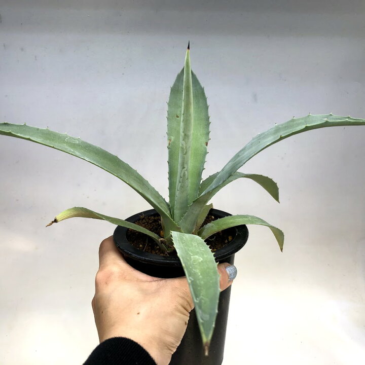 楽天市場】多肉植物：アガベ アメリカーナ 