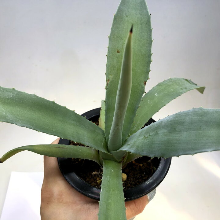 楽天市場】多肉植物：アガベ アメリカーナ 