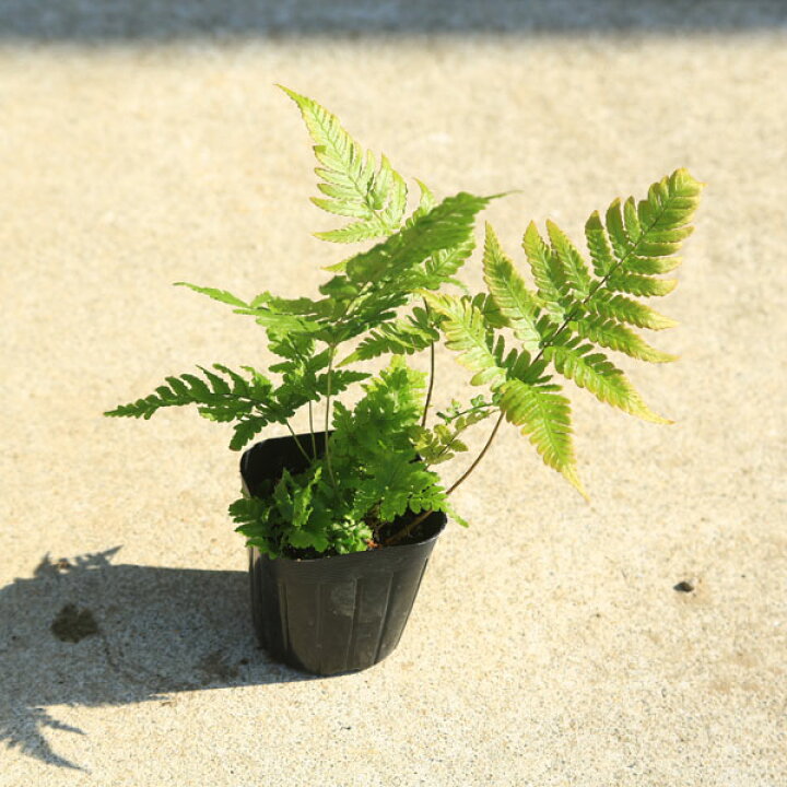 楽天市場 庭木 植木 苗木 ベニシダ Dryopteris Erythrosora グランドカバーなどにシダと言えばコレ 佐川急便 遊恵盆栽 楽天市場店