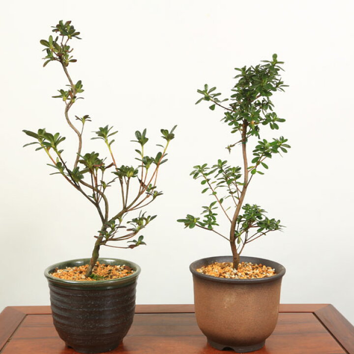 楽天市場 母の日 プレゼント 中品盆栽 皐月 さつき 萬古焼深鉢 鉢品種選べる サツキ Satsuki 送料無料 Bonsai 遊恵盆栽 楽天市場店