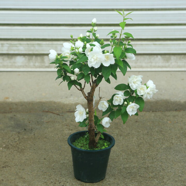 楽天市場】庭木・植木：バイカウツギ(梅花空木)*ばいかうつぎ ポット 