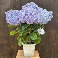 紫陽花：アジサイ　万華鏡*5号 苗　【剪定済み株】