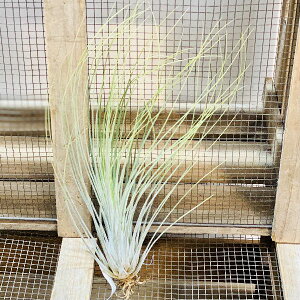 @ϗtA@GA[vcF`WA@WZAXL*GAvc