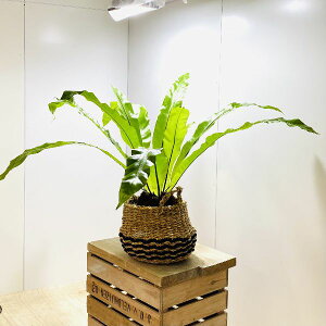 観葉植物 タニワタリの人気商品 通販 価格比較 価格 Com