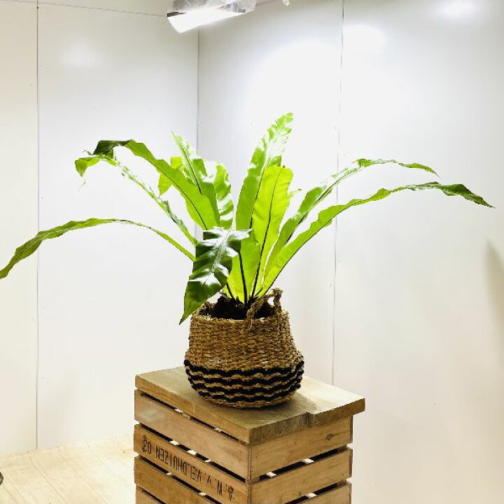 楽天市場 おしゃれ 観葉植物 オオタニワタリ 大谷渡 バスケットカバー付 遊恵盆栽 楽天市場店