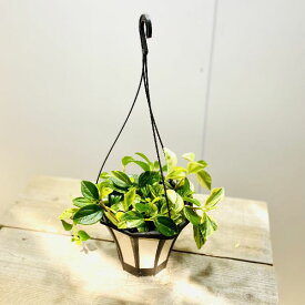 おしゃれ　観葉植物：ペペロミア　グラベラ*吊り鉢　5号