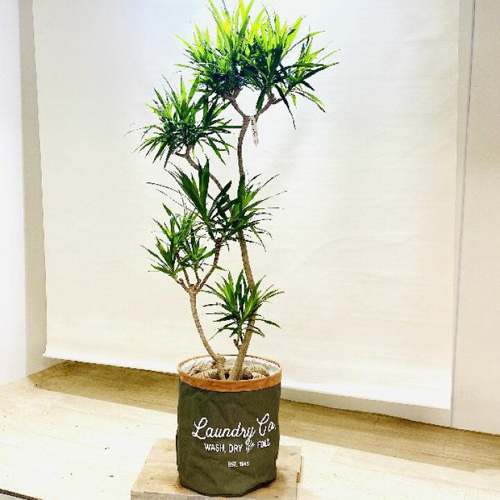 楽天市場 おしゃれ 観葉植物 ドラセナ ナビー 鉢カバーセット 大型佐川便配送 遊恵盆栽 楽天市場店