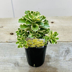 おしゃれ 観葉植物 苗:セダム:アトランティス*2.5号
