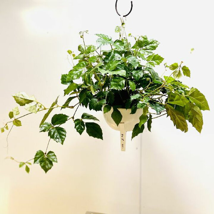 楽天市場 おしゃれ 観葉植物 シッサス グレープアイビー 吊り 6号 遊恵盆栽 楽天市場店