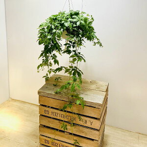 @ϗtAFVbTX@wA[i*݂@6