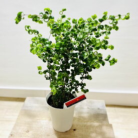 楽天市場 ベンジャミン バロック 花言葉の通販