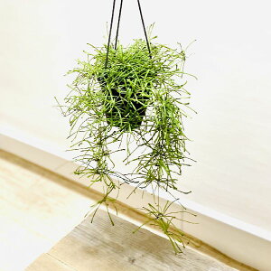 @ϗtAFz@bc[T*݂蔫@4