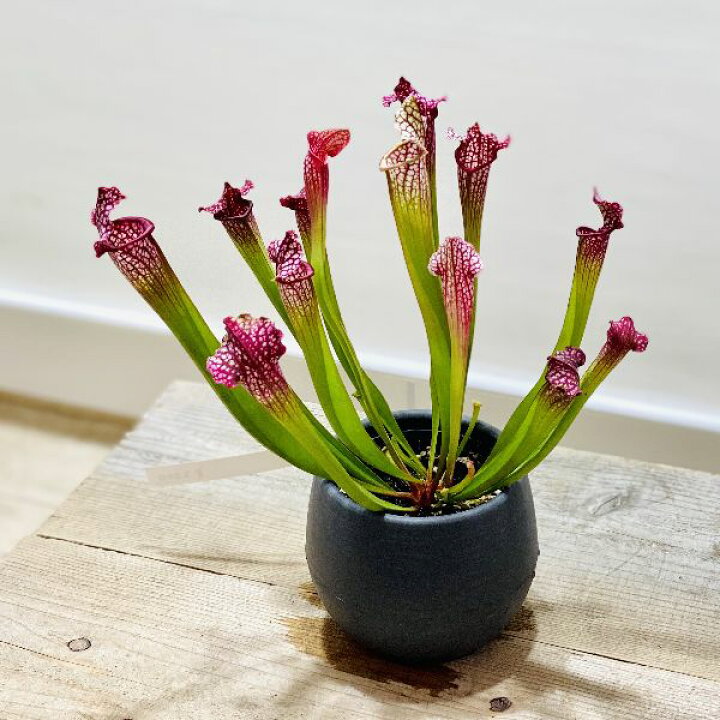 楽天市場 おしゃれ 食虫植物 観葉植物 サラセニア 各種 プラポット 遊恵盆栽 楽天市場店