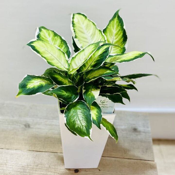 楽天市場 おしゃれ 観葉植物 ディフェンバキア クールビューティー プラポット 遊恵盆栽 楽天市場店 楽天市場 おしゃれ 観葉植物 ディフェンバキア クールビューティー プラポット 遊恵盆栽 楽天市場店