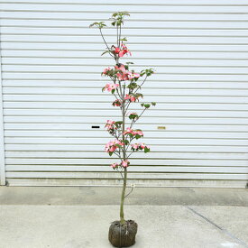 送料無料 庭木：花水木（ハナミズキ）赤花　根巻*　樹高：約150cm 佐川急便発送
