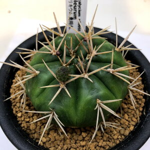 サボテン:ギムノカリキウム 勇将丸*幅6cm