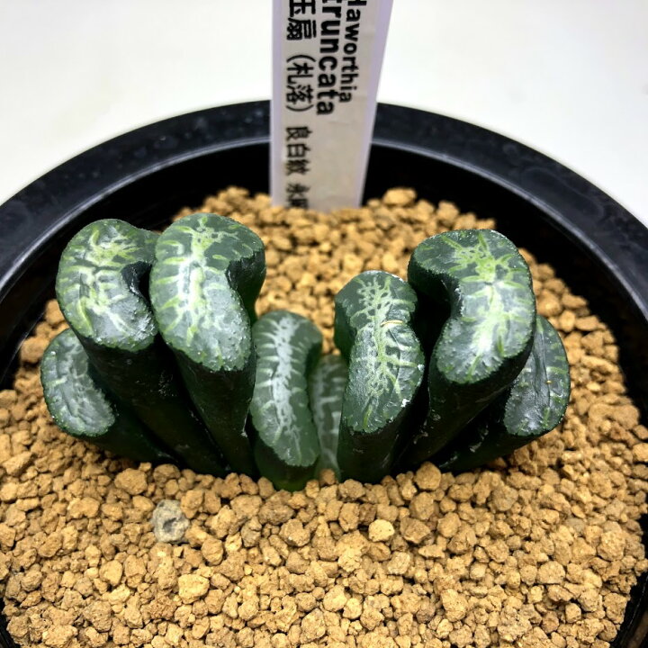 楽天市場 多肉植物 ハオルチア 玉扇 札落ち 幅6 5cm 現品 一品限り 遊恵盆栽 楽天市場店 楽天市場 多肉植物 ハオルチア 玉扇 札落ち 幅6 5cm 現品 一品限り 遊恵盆栽 楽天市場店