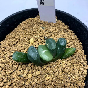 観葉植物 ハオルチア 万象の人気商品 通販 価格比較 価格 Com 観葉植物 ハオルチア 万象の人気商品 通販 価格比較 価格 Com