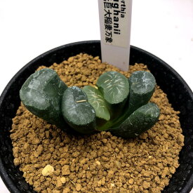 楽天市場 万象ハオルチアの通販