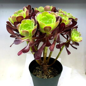 楽天市場 アエオニウム 花 観葉植物 花 ガーデン Diy の通販