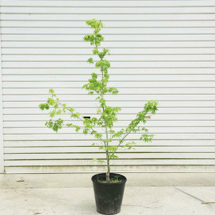 楽天市場】送料無料 庭木・植木：青柳もみじ（アオヤギモミジ）* 紅葉 