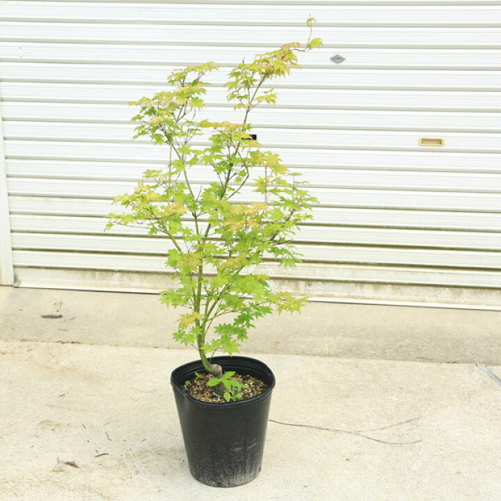 楽天市場 送料無料 庭木 植木 鴫立沢もみじ しぎたつさわ 紅葉 自然樹形 佐川急便発送 遊恵盆栽 楽天市場店