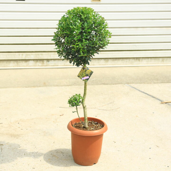 楽天市場 送料無料 庭木 植木 姫ヒイラギ スタンダード トピアリー ポット 佐川急便発送 遊恵盆栽 楽天市場店