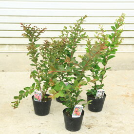 送料無料　庭木・植木：サルスベリ（百日紅）さるすべり　色をお選びください。　佐川急便