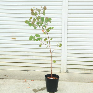 ユーカリ 観葉植物の人気商品 通販 価格比較 価格 Com ユーカリ 観葉植物の人気商品 通販 価格比較 価格 Com