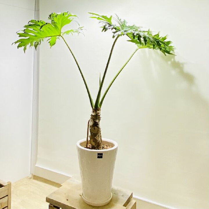 楽天市場 おしゃれ 観葉植物 フィロデンドロン セローム 鉢植え 受皿付 くるみ 現品をお届け 大型佐川便配送 遊恵盆栽 楽天市場店