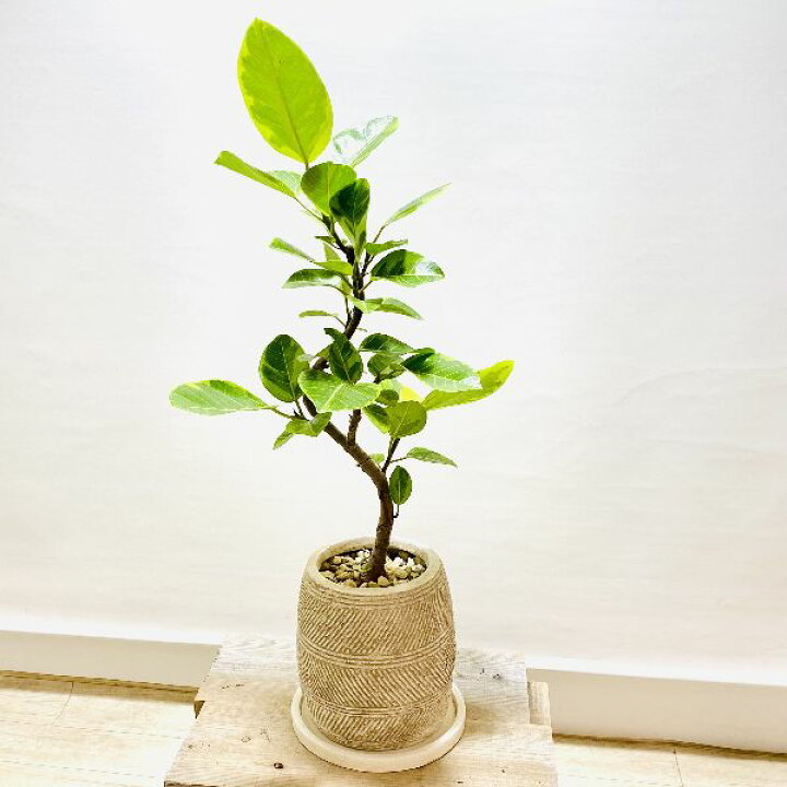 楽天市場 おしゃれ 観葉植物 フィカス アルテシーマ 鉢植え 受皿付 遊恵盆栽 楽天市場店