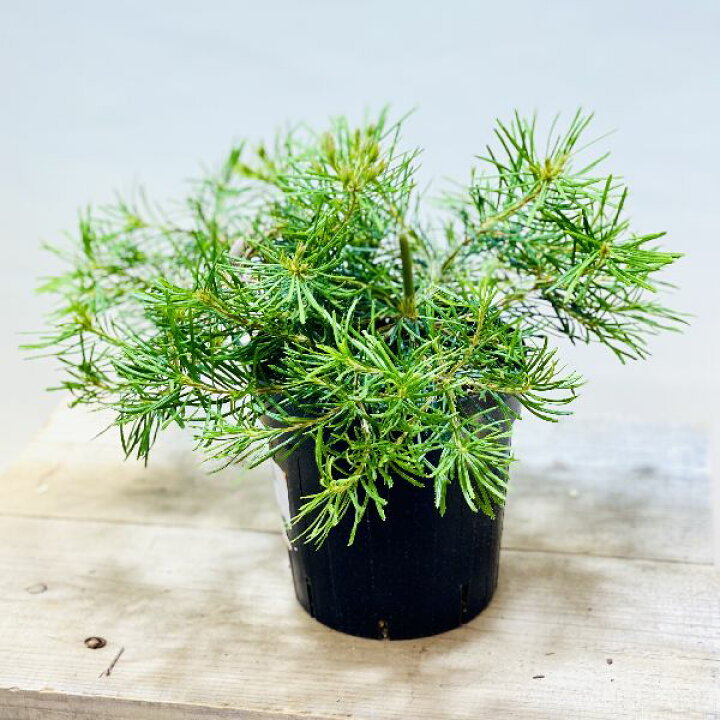 楽天市場】観葉植物 鉢花 苗：バンクシア バースデー キャンドル 