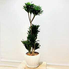 楽天市場 ドラセナ コンパクタ 花言葉 花 ガーデン Diy の通販