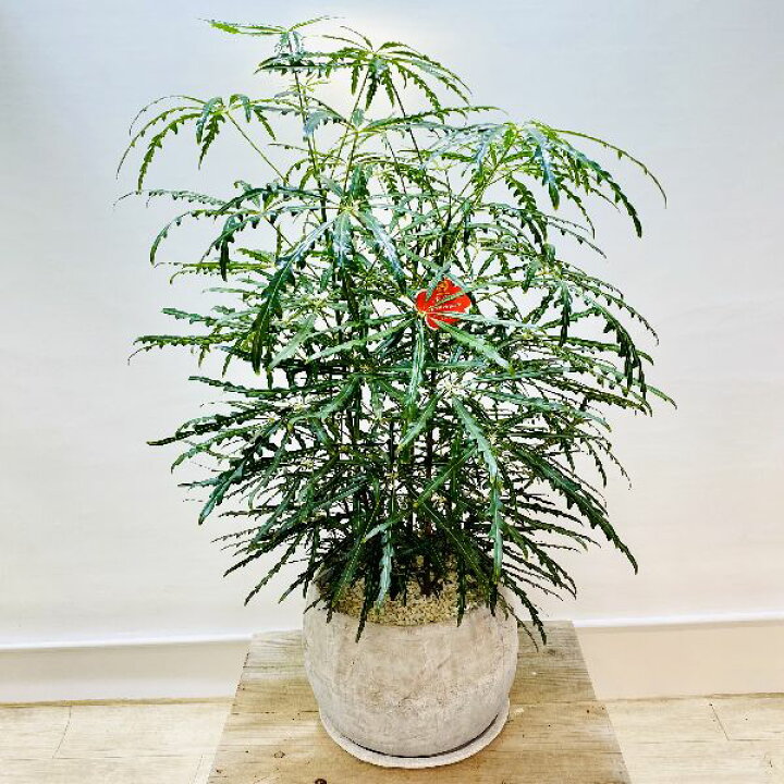 楽天市場 おしゃれ 観葉植物 アラレア エレガンス 鉢植え 受皿付 遊恵盆栽 楽天市場店