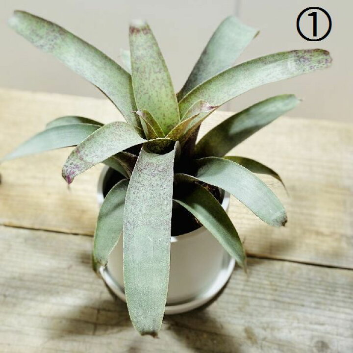 楽天市場 おしゃれ 観葉植物 ネオレゲリア タンクブロメリア プラポット 受皿付 遊恵盆栽 楽天市場店