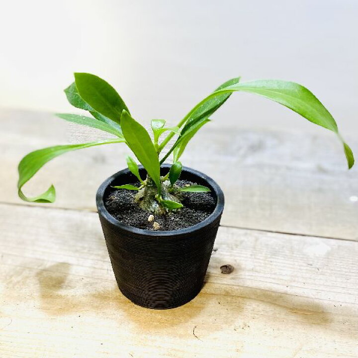 楽天市場 アリ植物 観葉植物 ミルメコディア ベッカリー 黒プラ鉢 富士砂 遊恵盆栽 楽天市場店
