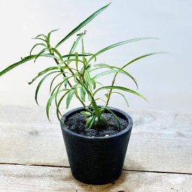 楽天市場 アリ植物の通販 楽天市場 アリ植物の通販