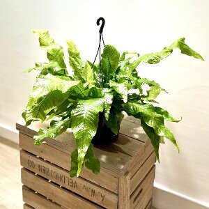 観葉植物 シダの人気商品 通販 価格比較 価格 Com