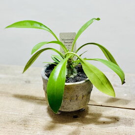 楽天市場 アリ植物の通販 楽天市場 アリ植物の通販