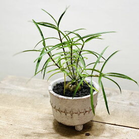 楽天市場 アリ植物の通販 楽天市場 アリ植物の通販