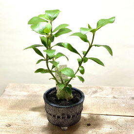 楽天市場 アリ植物の通販