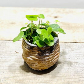 楽天市場 ウォーターマッシュルームの通販