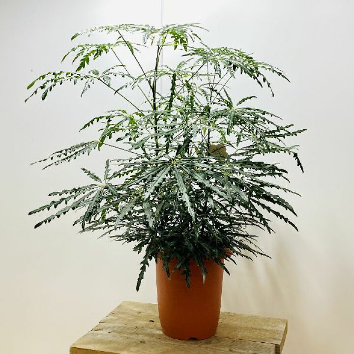 楽天市場 おしゃれ 観葉植物 アラレア エレガンス プラポット 遊恵盆栽 楽天市場店