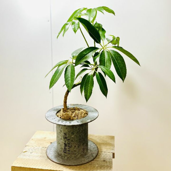 楽天市場】おしゃれ 観葉植物：ツピタンサス シェフレラ・ピュックレリ  