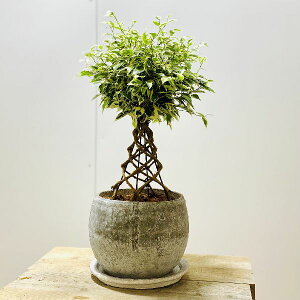 �������@�ϗt�A���F�t�B�J�X�@�x���W���~�� �X�^�[���C�g �^���[�d����*���A���@��M�t