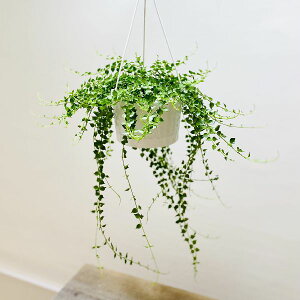 ϗtAFfBXLfBA ~In[g*݂蔫@5