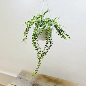 ϗtAFfBXLfBA ~In[g oGK[^*@݂蔫@5